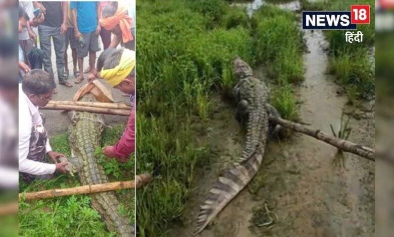 गांव में घूमता दिखा 10 फीट लंबा मगरमच्छ, देखते ही ग्रामीणों की फूल गईं सांसे, वन विभाग ने किया रेस्क गांव में घूमता दिखा 10 फीट लंबा मगरमच्छ, देखते ही ग्रामीणों की फूल गईं सांसे, वन विभाग ने किया रेस्क